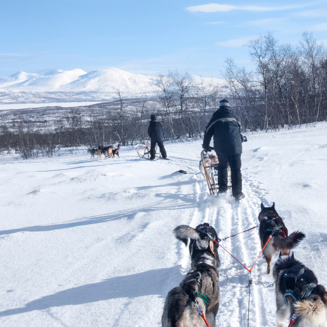 Mushing en Andorra: Una Aventura sobre Trineos Tirados por Perros