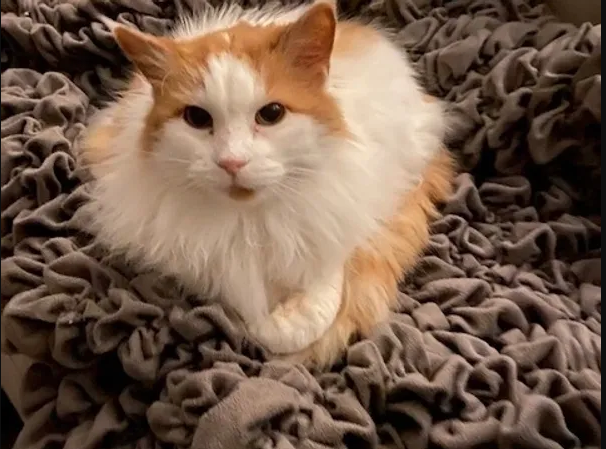 How a Pet Sitter Can Be a Lifesaver for Your Senior Dog? | by Hailee The Pet Sitter And Dog Walker | Jul, 2025 | Medium