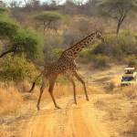 Safari Cabs Kilimanjaro
