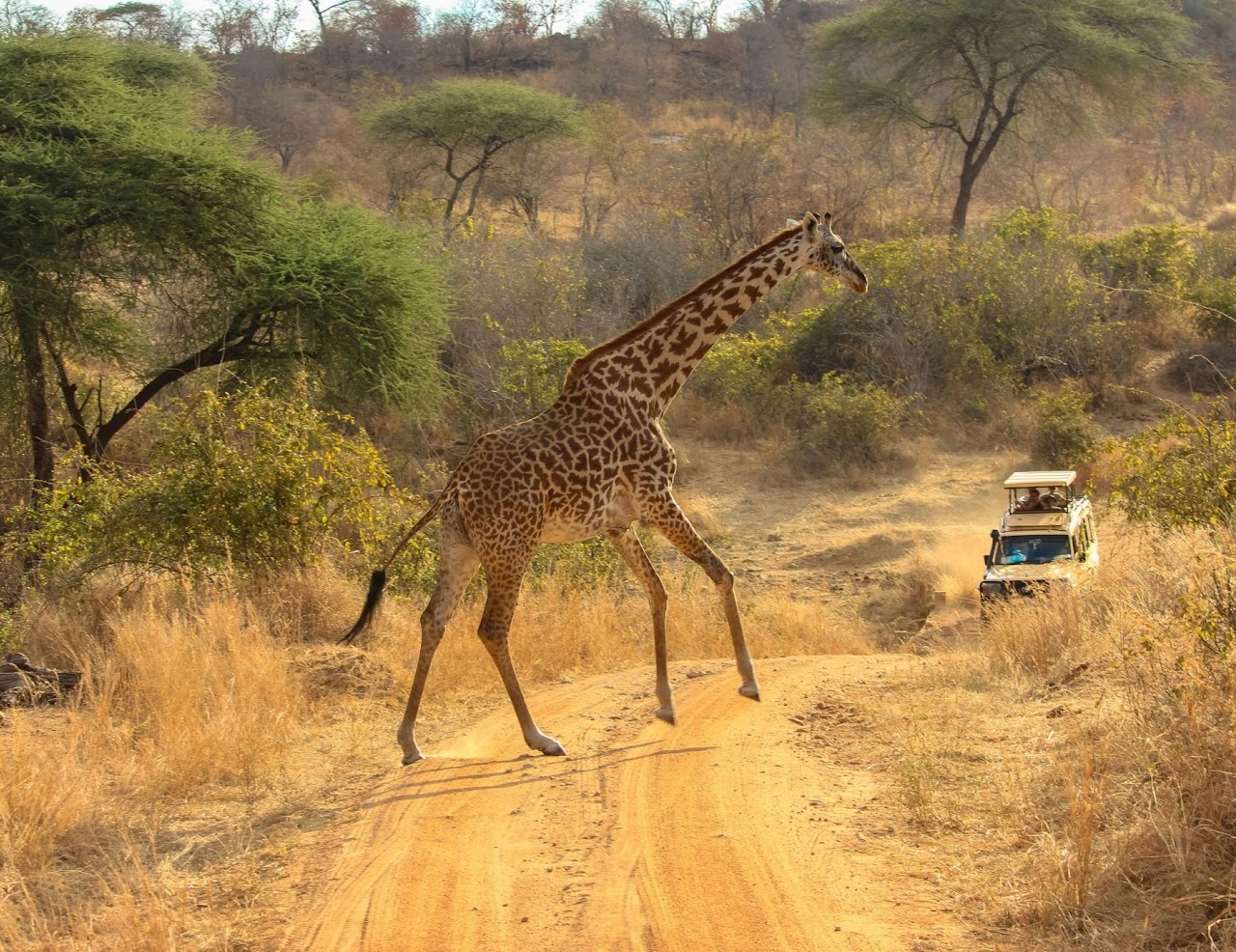 Safari Cabs Kilimanjaro