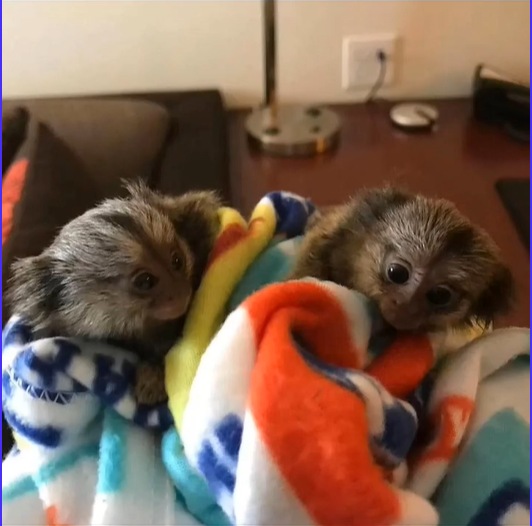 Marmosets Finger Monkeys For Sale | Monkey Breeder in Texas