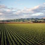 Krishify Agriculture