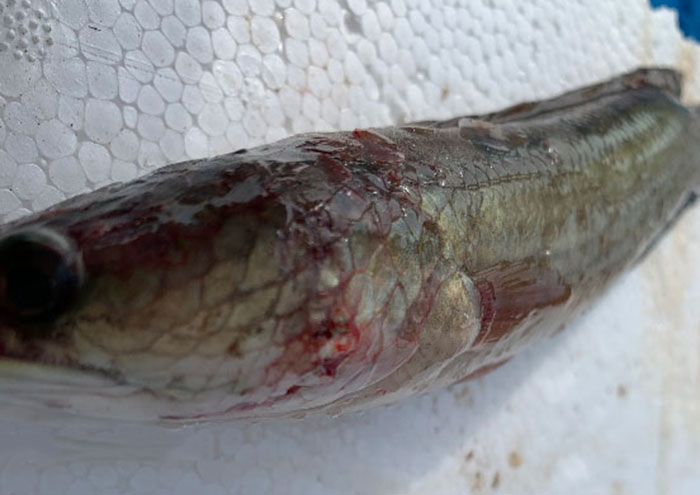 Bệnh Xuất Huyết Trên Cá Lóc: Nguyên Nhân Và Cách Điều Trị