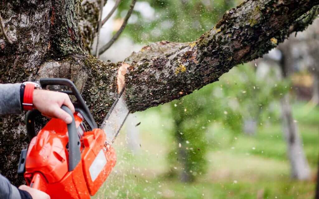 Tree Removal Canberra | Spitting Chips