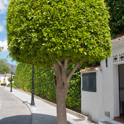 Privacy Trees Chosen for Natural, Long Term Screening Profile Picture