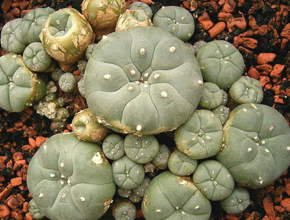 Mescaline Cacti For Sale | Mescaline Cactus Powder for Sale