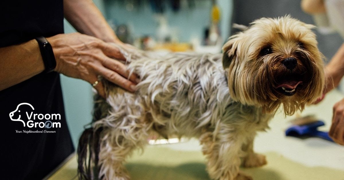 Which Mobile Dog Groomers in Dubai Offer Full Premium Care?
