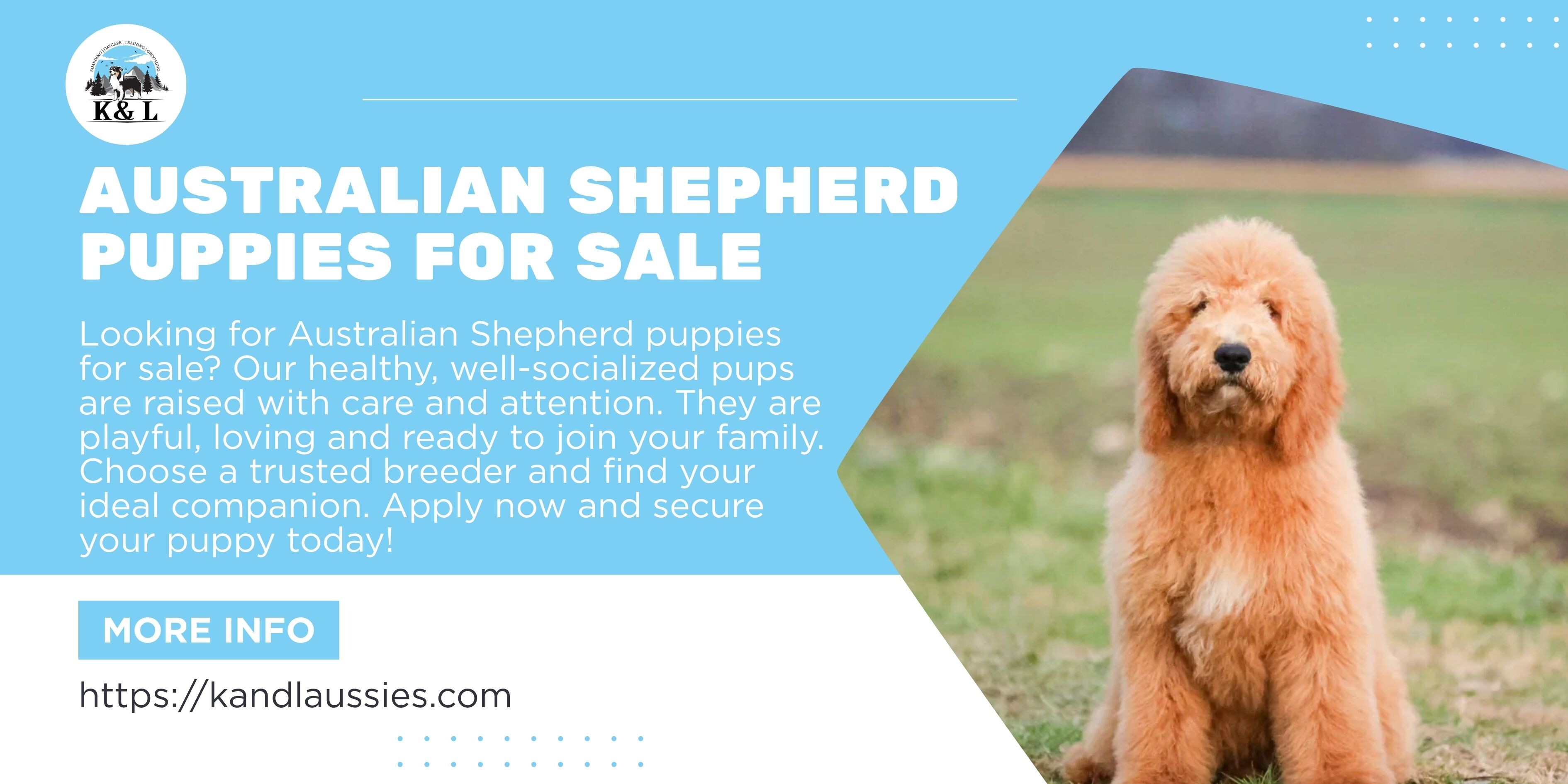 Australian Shepherd puppies for sale - ImgVB