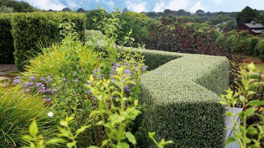 Hedges 101: The Ultimate Guide to Stylish Greenery - Online Authority