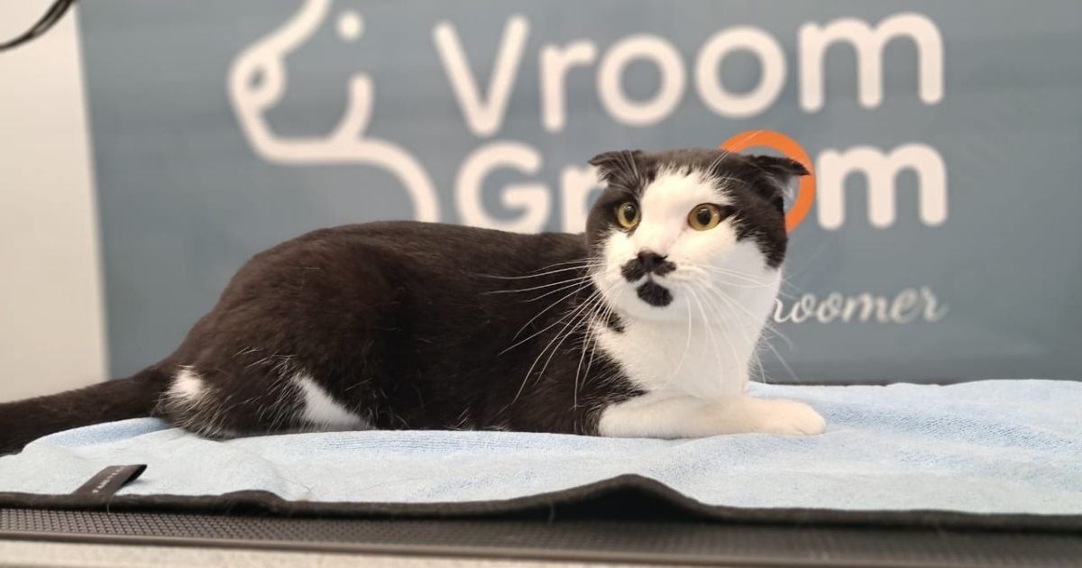 Cat Groomers Dubai | Gentle Mobile Cat Grooming at Home — Vroom Groom
