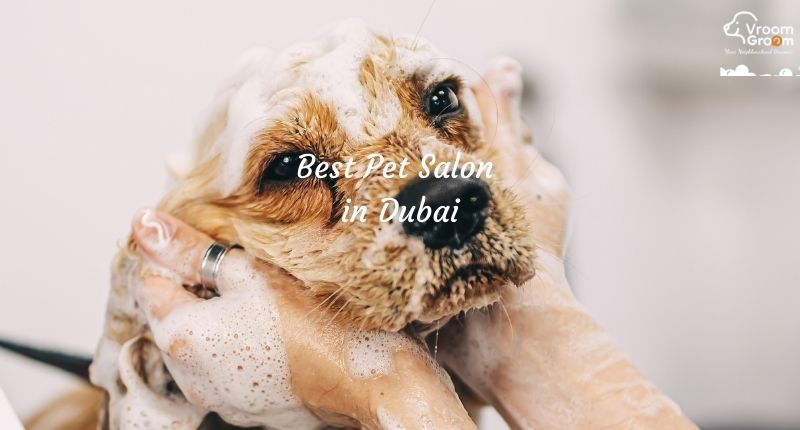 Mobile Pet Groomers Dubai | Dog & Cat Grooming at Your Door | Vroom Groom
