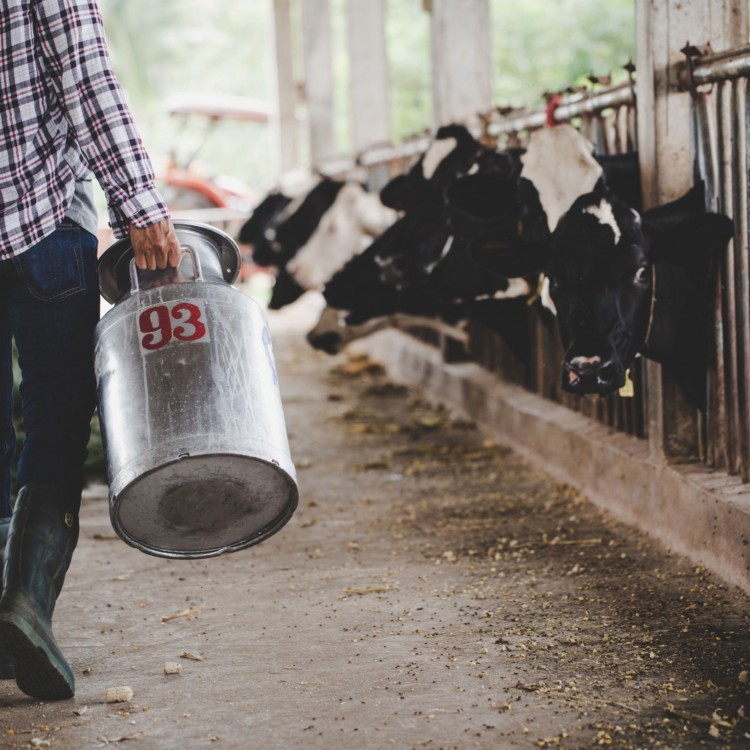 An Overview of Fresh Dairy Originated by Local Farms located in Texas - Rutherford Voice