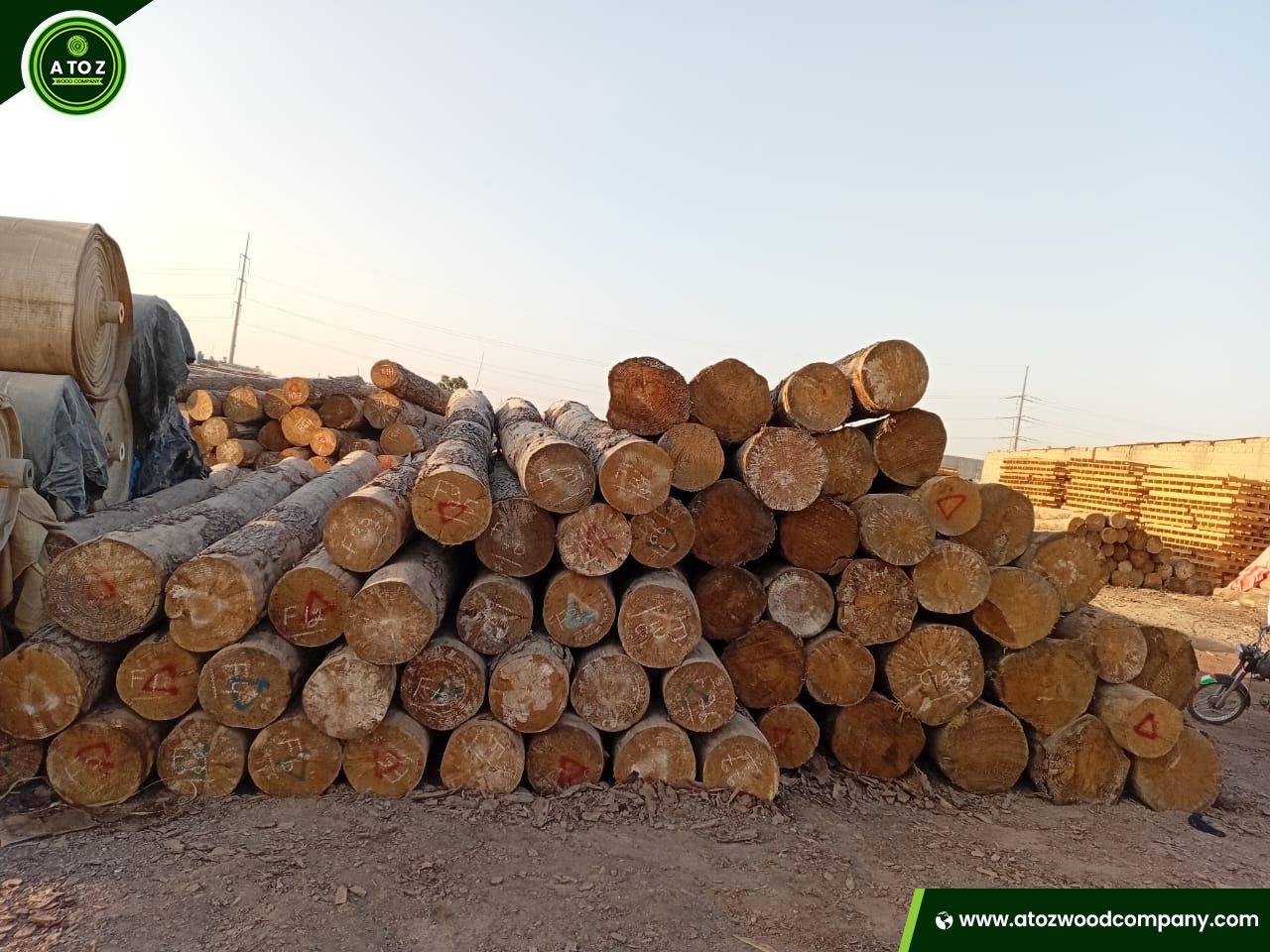 Buy Premium Southern Yellow Pine Logs at Wholesale Price