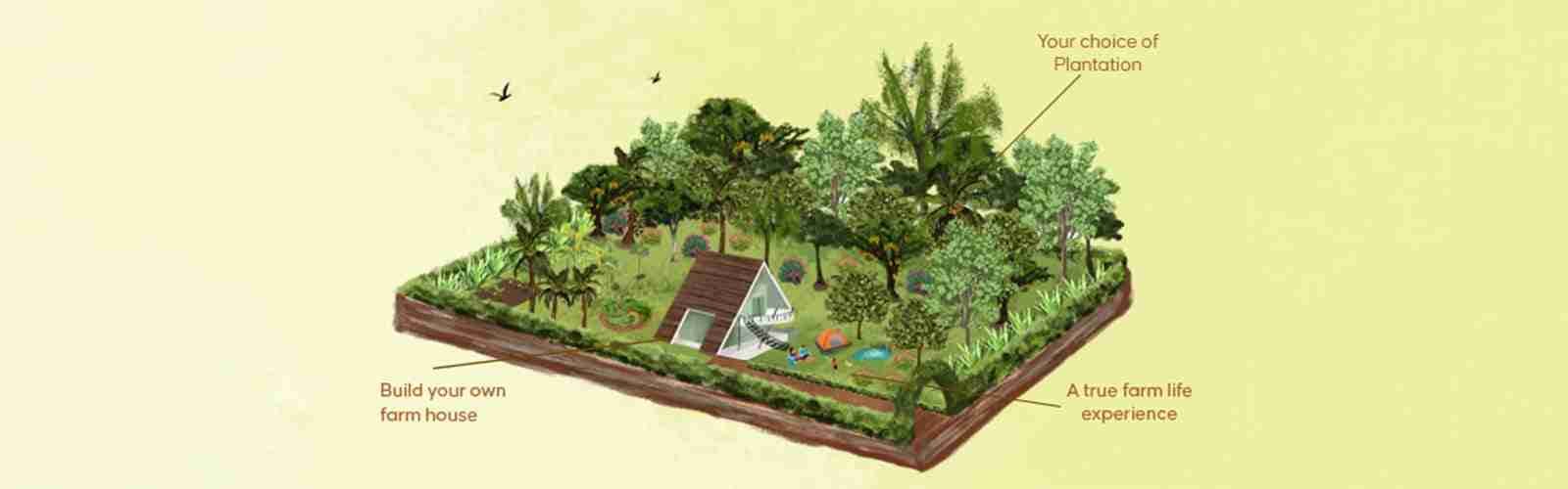What is a Managed Farmland? - Hosachiguru Managed Farm land