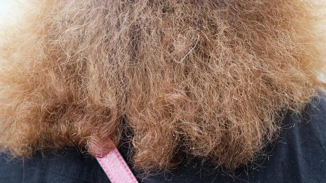 What Is the Root Cause of Frizzy Hair? Understanding Why Hair Becomes Frizzy | Articles | West Coast Shampoo Bars | Gan Jing World - Technology for Humanity | Video & Movie Streaming