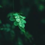 EcoGreen Cleaning And Maintenance