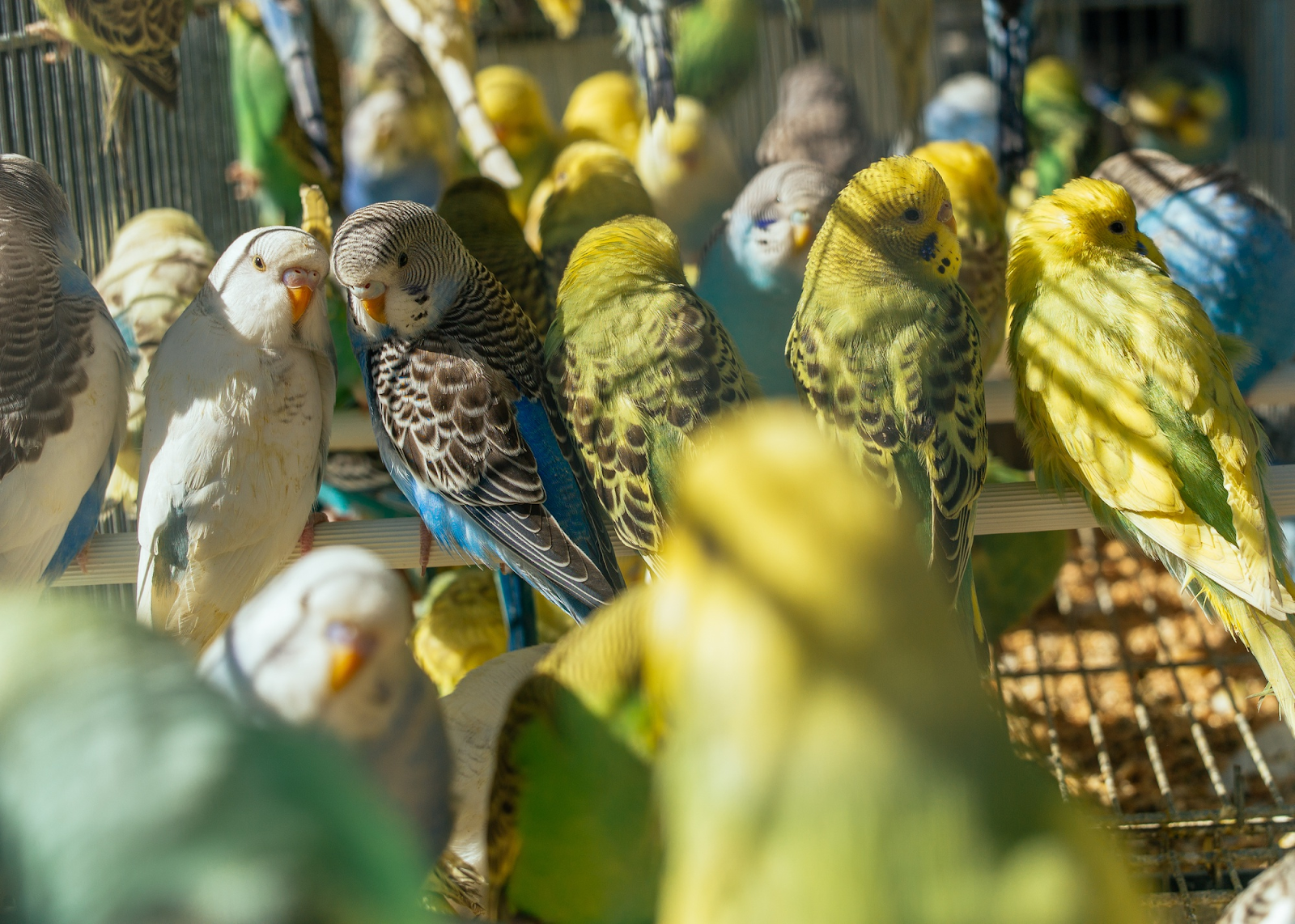 Top 5 Exotic Pet Shops In Belfast You’ll Love