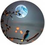 magnific freepik