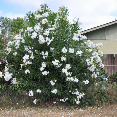 Add Elegant Blooms With a Beautiful White Oleander Tree Profile Picture