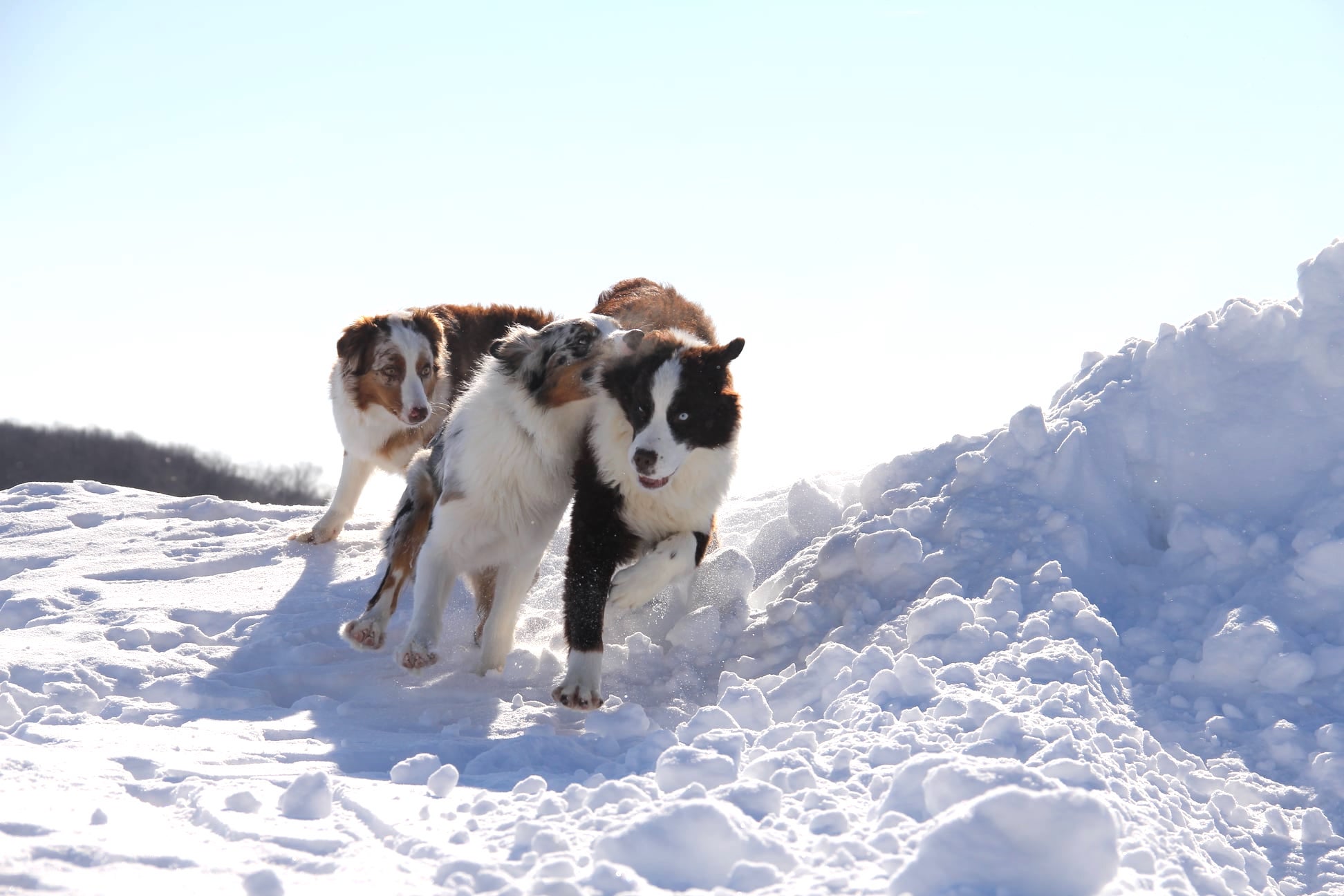 Dog Daycare & Boarding Services | Safe & Structured Care