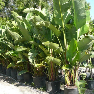 Make Your Garden Stand Out With a Giant Bird of Paradise Profile Picture